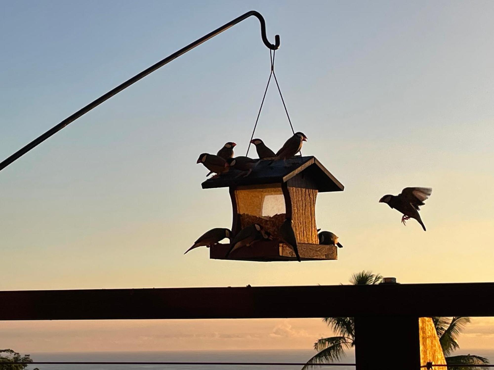 Hawaii Magic Skies Farmstay Paukaa Ngoại thất bức ảnh